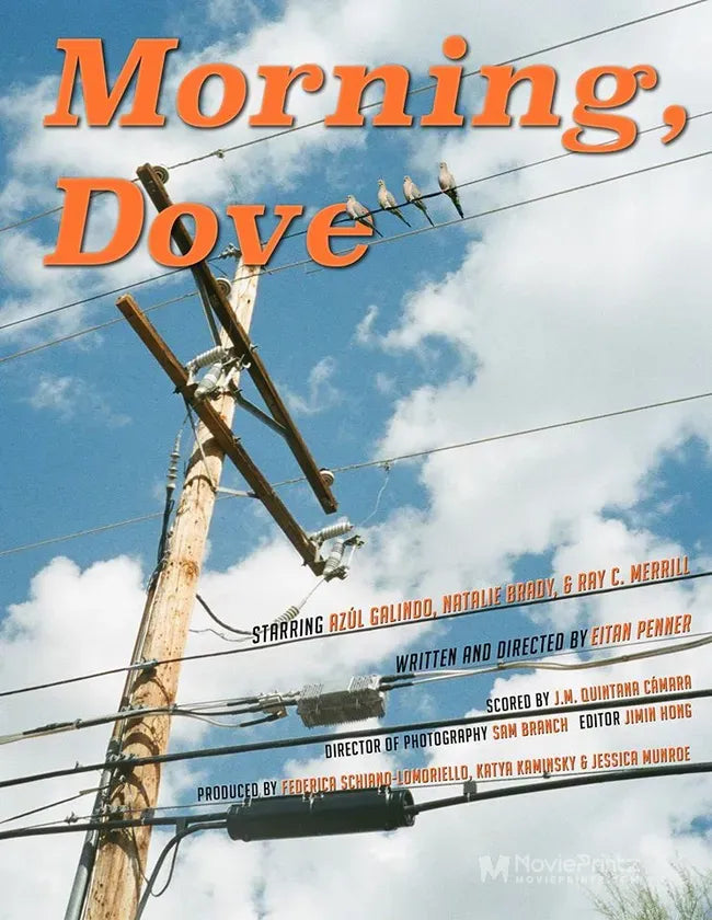 Morning, Dove Poster